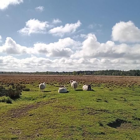 Ruim Huisje Op Een Prachtige Plek Hemrik Exterior foto